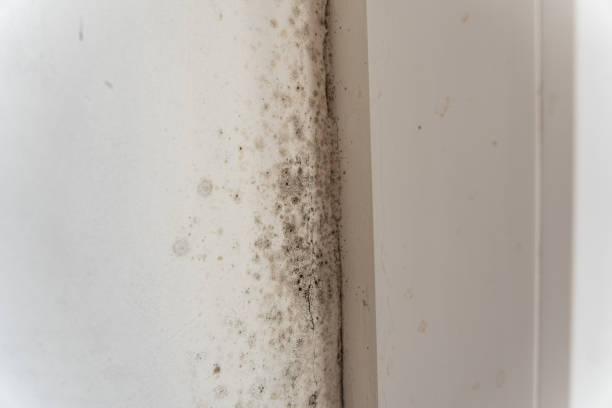 Best Environmental Consulting for Mold Prevention  in West Vero Corridor, FL